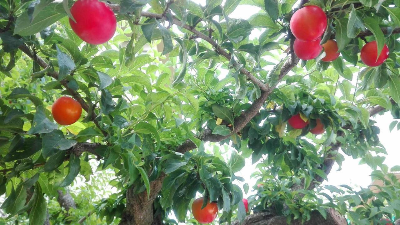 Ripe'S Forest Garden Guest House โรม ภายนอก รูปภาพ